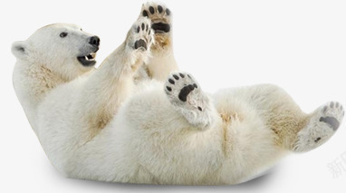 可爱白色北极熊玩耍png免抠素材_88icon https://88icon.com 北极熊 可爱 玩耍 白色