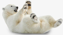 可爱白色北极熊玩耍素材