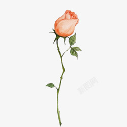 一支玫瑰素材一只粉红色的玫瑰花高清图片