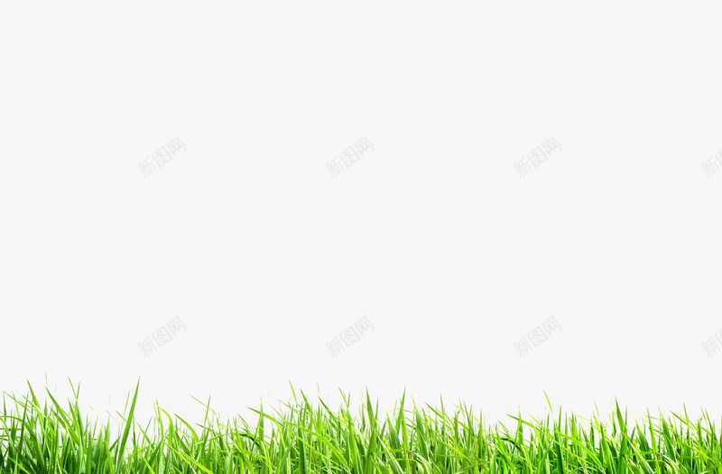 绿色的小麦苗png免抠素材_88icon https://88icon.com 嫩芽 小麦苗 春季 生命力 绿色 草丛 草地 踏青 麦苗