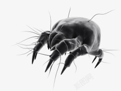 昆虫设计细菌螨虫高清图片
