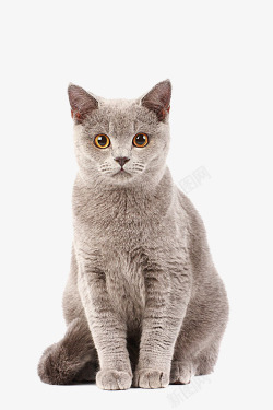 灰色小猫咪猫咪高清图片