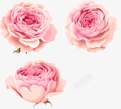 玫瑰水彩免扣手绘唯美粉色牡丹花高清图片