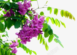 紫色槐树花素材