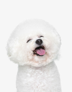 白色狗开怀大笑的比熊犬高清图片