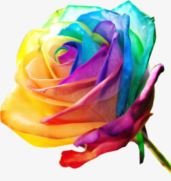 五彩缤纷彩色玫瑰玫瑰花花朵彩色花高清图片