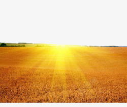 丰收小麦阳光下的金色麦田高清图片
