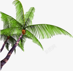 绿色植物卡通沙滩椰子树素材
