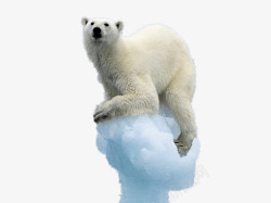 冰山免扣图冰上的北极熊高清图片