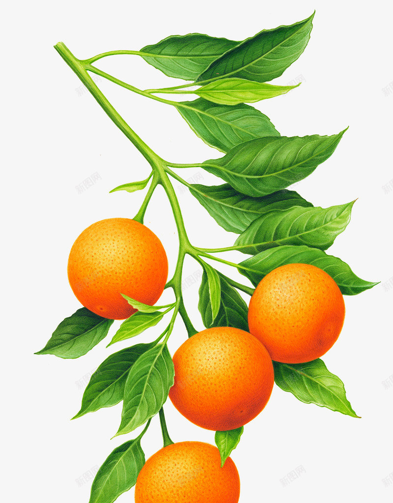一串橙子橙叶图案png免抠素材_88icon https://88icon.com 一串水果图案 摘橙子 新鲜橙子 柠檬橙子 橙叶 橙子 橙子图片 橙子果园 橙子树 橙子水果 橙子熟了 橙子特写 橙子素材 水果橙子 美味橙子 赣南脐橙 高清橙子
