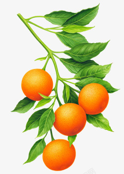 一串橙子橙叶图案素材