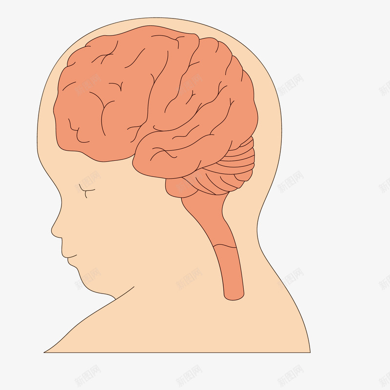 最强大脑小孩脑发育png免抠素材_88icon https://88icon.com 人脑图 大脑 小孩 最强 最强大脑 脑发育 透视的大脑