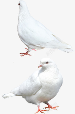 白色和平鸽国庆的白色和平鸽高清图片