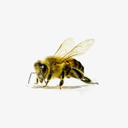 采蜜小蜜蜂透明背景高清图片