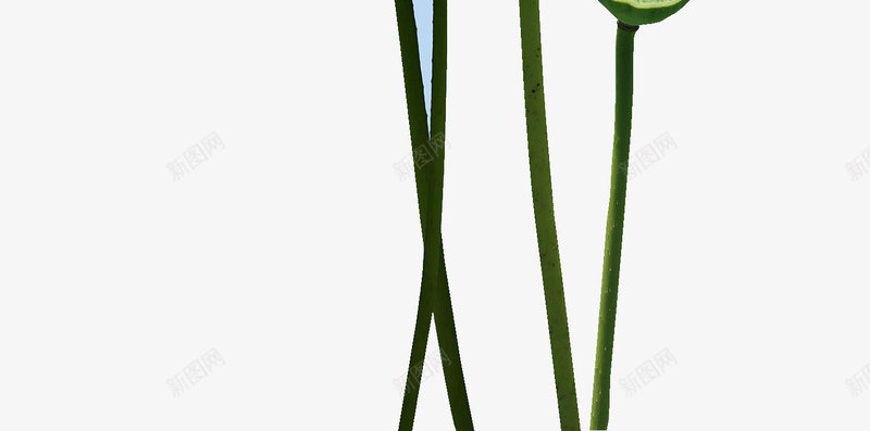 美丽的荷花手绘图png免抠素材_88icon https://88icon.com 手绘图 植物 绿植 花苞 花骨朵 荷叶 荷塘 荷花