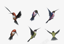 五彩彩色光环五彩斑斓飞翔的鸟类高清图片