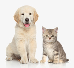 透明动物宠物猫与宠物狗高清图片