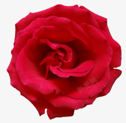 唯美植物素材红色浪漫唯美植物花朵玫瑰花高清图片