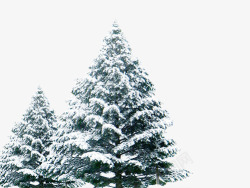 带雪带雪的松树高清图片