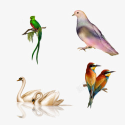 鹦鹉天鹅工笔画鸟类插图素材