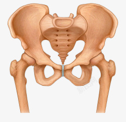 髋骨手绘骨盆插图高清图片