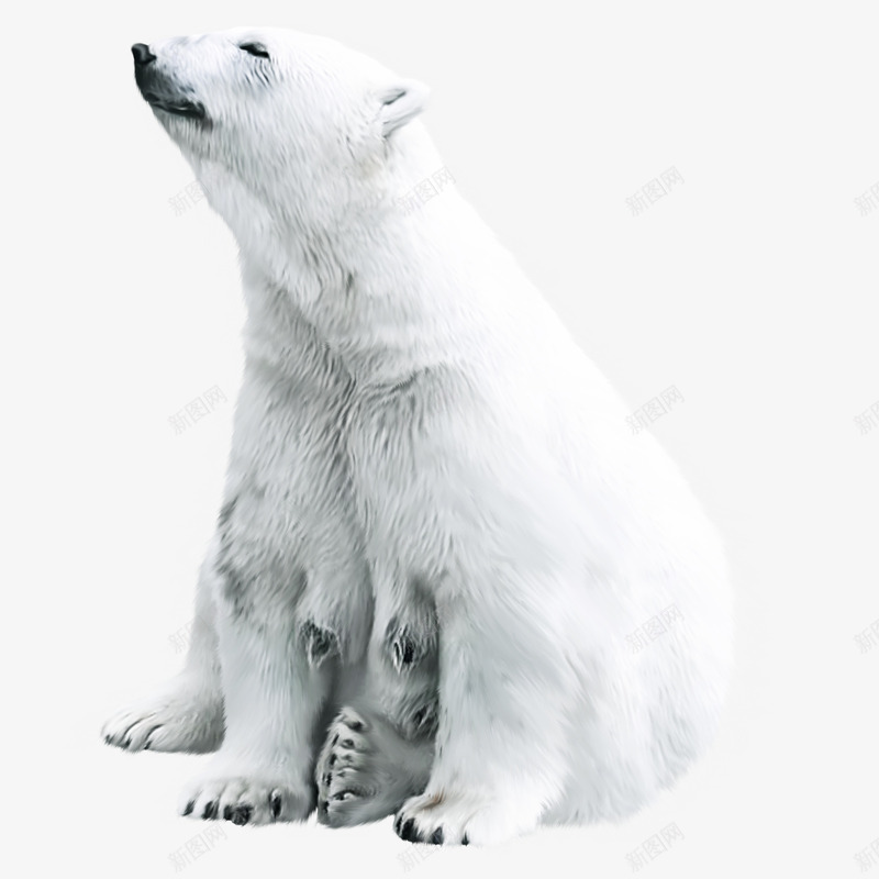 可爱的北极熊png免抠素材_88icon https://88icon.com 北极生物 可爱的北极熊 可爱的北极熊元素 可爱的北极熊图片 坐着的北极熊