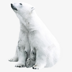 北极生物可爱的北极熊高清图片