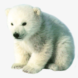 实物北极熊白熊可爱图素材