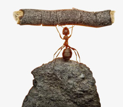 蚂蚁的力量也是无穷的素材