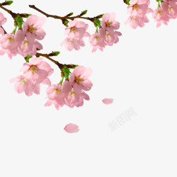 粉红色浪漫桃花桃花节装饰素材