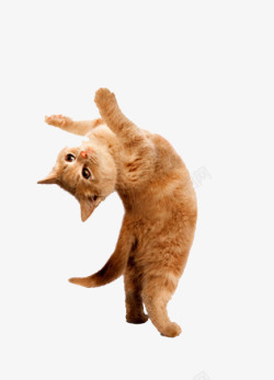 跳舞猫咪跳舞猫咪高清图片