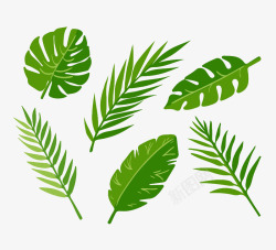 夏威夷棕榈树叶6款绿色棕榈树叶矢量图高清图片