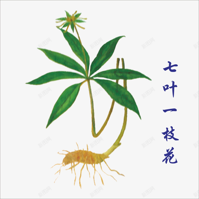 中药png免抠素材_88icon https://88icon.com 七叶一枝花 本草纲木 草药