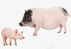 饲养母猪小猪高清图片