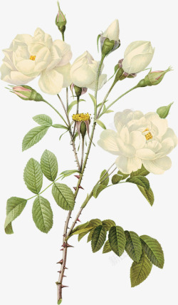花卉插画花卉画白玫瑰素材