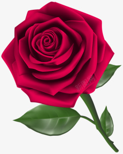 美丽的红色玫瑰迷人素材