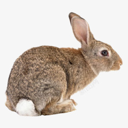 兔子吃萝卜呆萌兔图高清图片