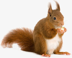 吃东西的松鼠棕色可爱吃东西松鼠高清图片