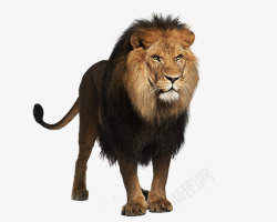 巨型动物狮子巨型动物高清图片