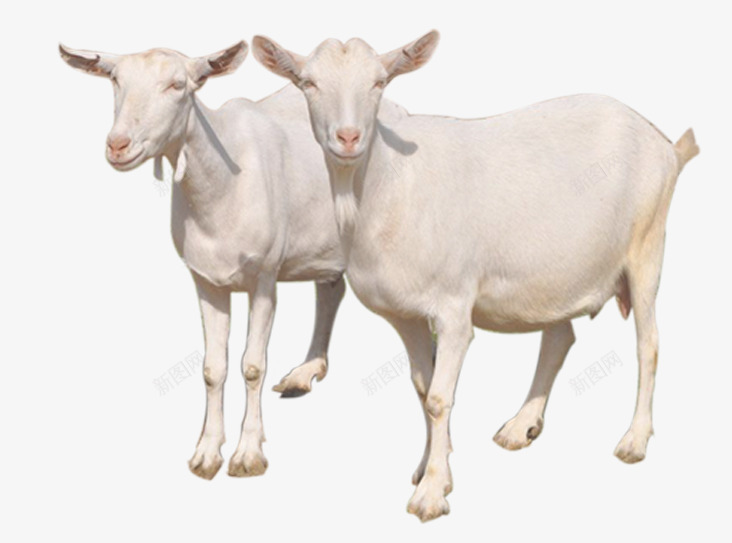 白母山羊png免抠素材_88icon https://88icon.com 唯美山羊 奶羊 山羊PNG图片 母 白 羊