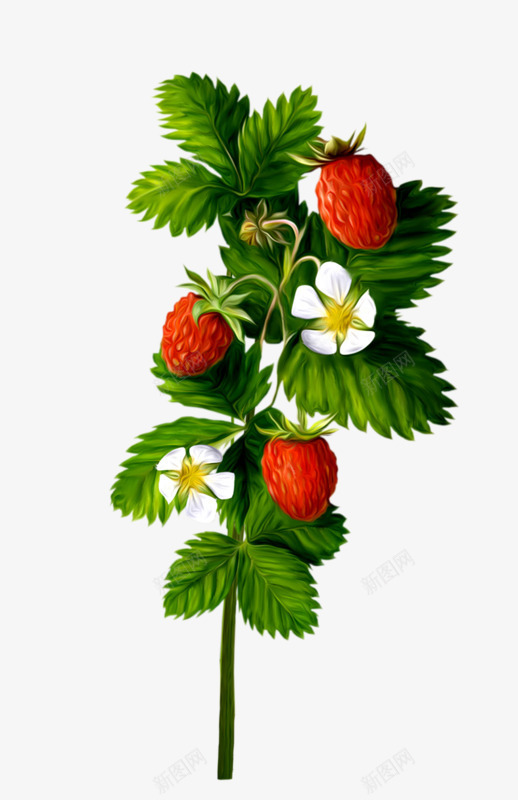 一株草莓苗png免抠素材_88icon https://88icon.com 果实 水果 草莓 草莓绿叶