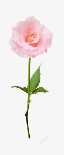 单支玫瑰花单支玫瑰花情人节清新高清图片