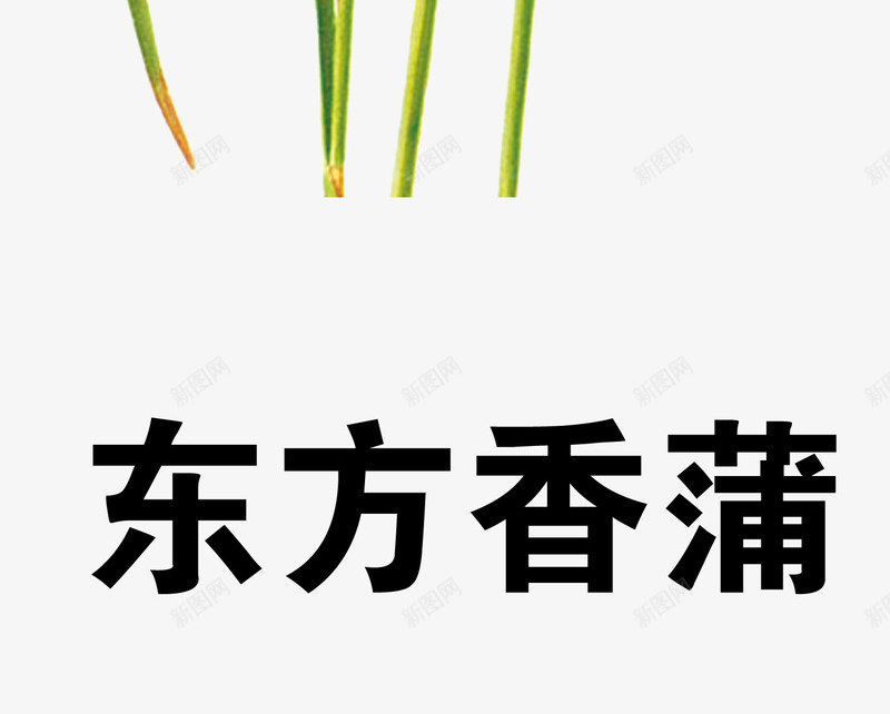 东方香蒲png免抠素材_88icon https://88icon.com 中药 医疗保健 本草纲木 百草 草药 药材