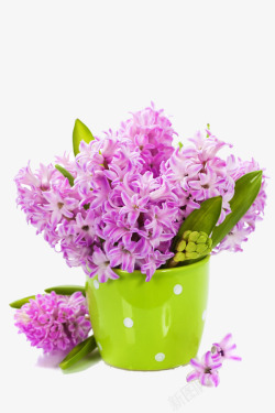 淡雅花卉背景紫色唯美风信子高清图片