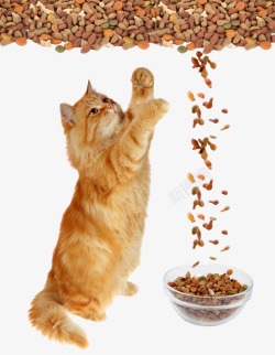 宠物护理海报猫猫粮高清图片