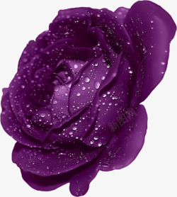 紫色水珠手绘花卉紫色玫瑰高清图片
