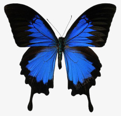 虫蓝黑色的蝴蝶高清图片