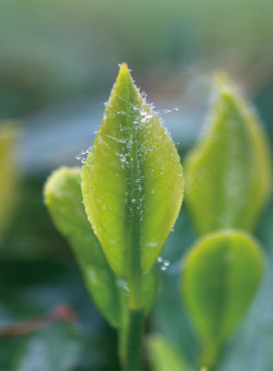 崂山绿茶茶芽4素材