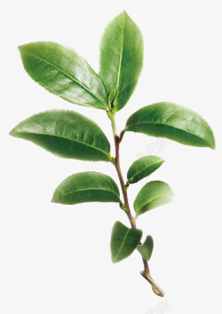 植物植株茶树树枝高清图片