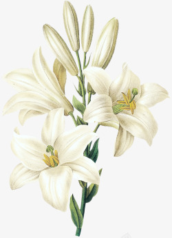 鲜花详情图白色百合花芝麻花高清图片